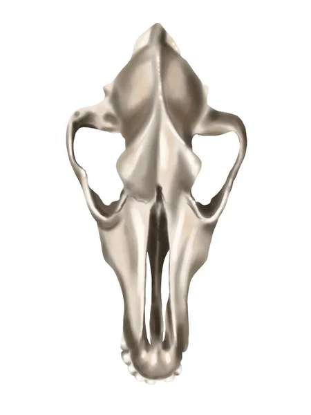 Ilustración Acuarela Del Cráneo Los Perros Parte Superior Cráneo Animal —  Fotos de Stock