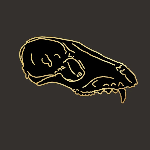the skull of an animal. graphic illustration with golden lines on a dark background. High quality illustration