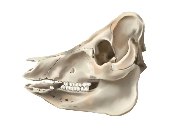 Ilustración Acuarela Cráneo Cerdo Cráneo Animal Realista Ilustración Alta Calidad —  Fotos de Stock
