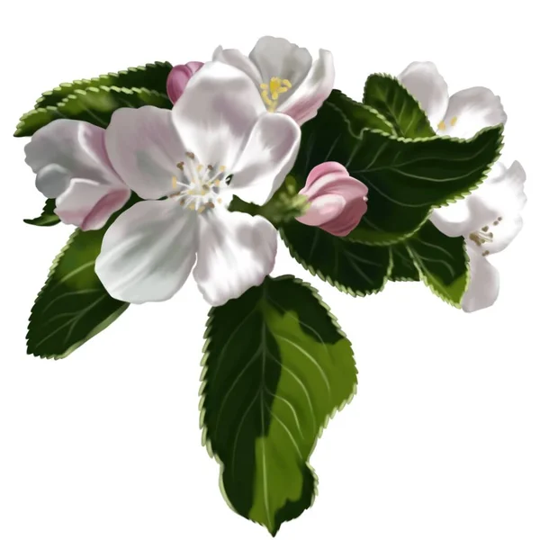 Aquarell Apfelblüten Und Blätter Realistische Darstellung Weißer Farben Hochwertige Illustration — Stockfoto
