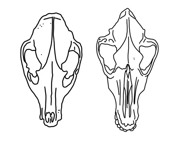 그래피티 동물의 두개골 질높은 — 스톡 사진