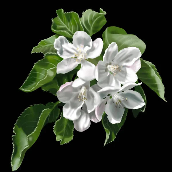 Watercolor apple blossoms and leaves. Realistic illustration of white colors. High quality illustration