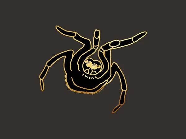 illustration of a tarantula spider. golden linear graphics on a dark background. High quality illustration