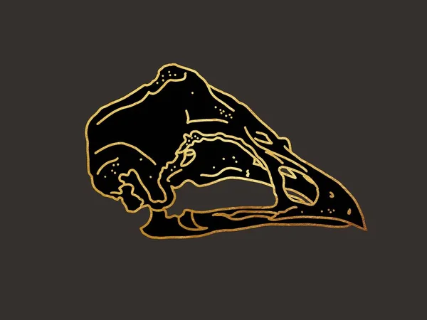 Crânio Pássaro Ilustração Gráfica Com Linhas Douradas Sobre Fundo Escuro — Fotografia de Stock
