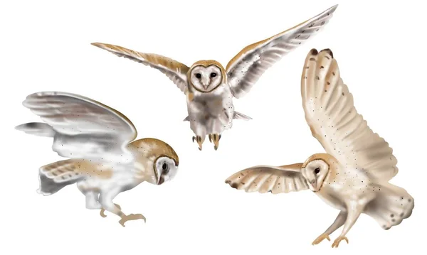 Watercolor Set Flying Owl Barn Owl Realistic Illustration Owl White — Stock Photo, Image