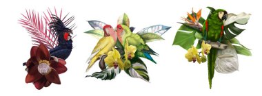 Bir çift tropikal buket. Palmiye kakadusu, muhabbet kuşu papağanı ve yeşil papağan. Suluboya gerçekçi illüstrasyon. Yüksek kaliteli illüstrasyon