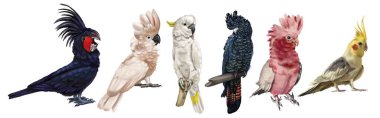 Büyük bir papağan sürüsü. Papağan türünün gerçekçi bir tasviri. Macaw, siyah papağan, corella, palmiye kakadusu. Yüksek kaliteli illüstrasyon
