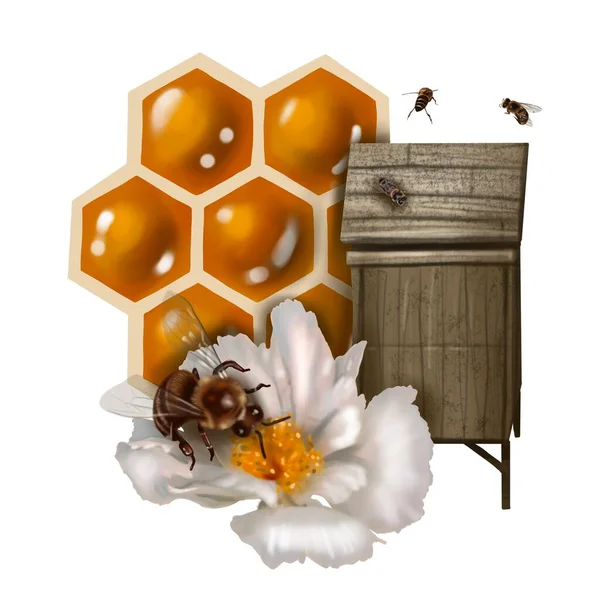 Méz Összetétele Akvarell Reális Illusztrációja Méz Virágok Méhsejt Méhek Kiváló — Stock Fotó