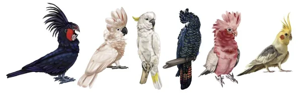 Large Set Cockatoo Parrots Realistic Illustration Parrot Species Macaw Black — Stock Photo, Image