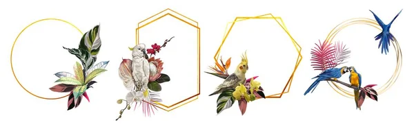 Ensemble Cadres Tropicaux Des Perroquets Illustration Réaliste Fleurs Feuilles Tropicales — Photo