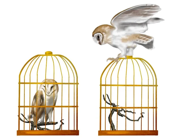 Watercolor Set Flying Owl Barn Owl Realistic Illustration Owl White — Stock Photo, Image