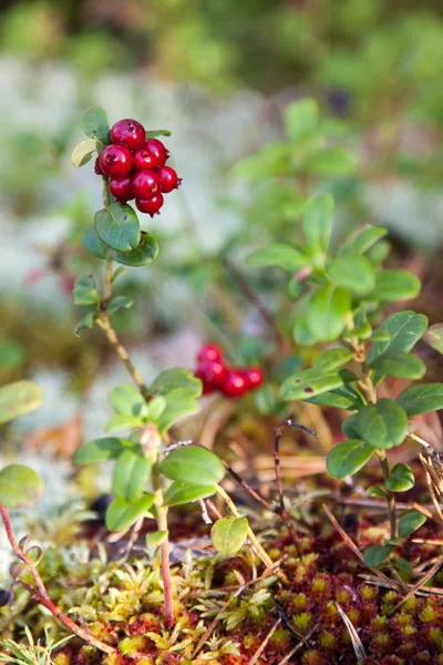 赤い果実、フォレスト内のクランベリー — ストック写真