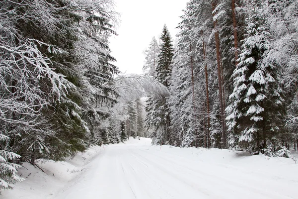 Floresta de inverno e uma estrada de neve — Fotografia de Stock