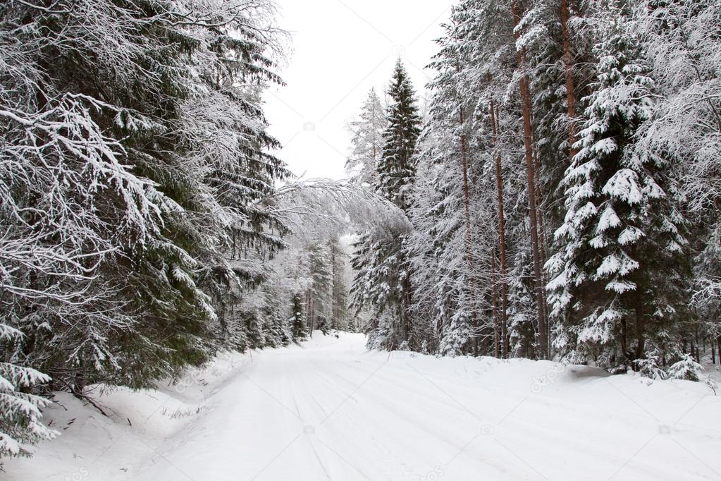 Winter forest and a snow road