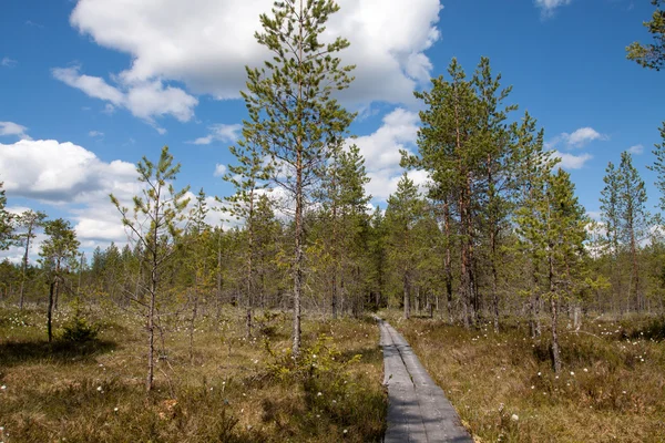 Trail genom träsket skogen — Stockfoto