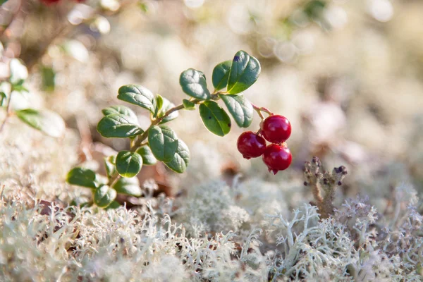 赤いベリーの cowberries — ストック写真