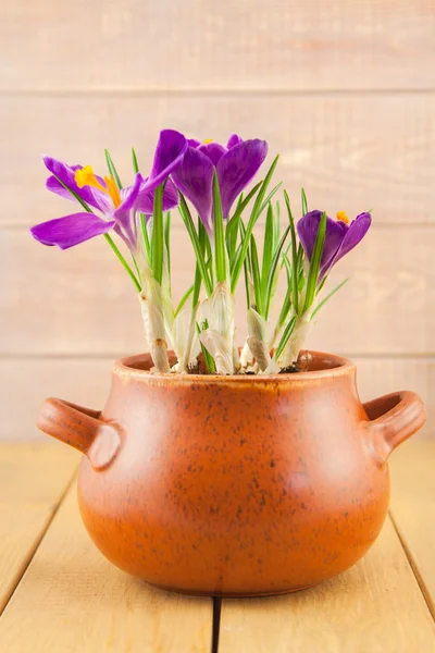 Purple crocus flowers in a vase pot — Stock Photo, Image