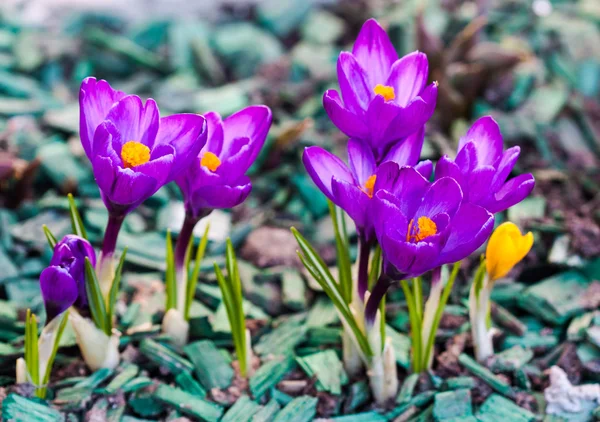 Purple crocus flowers blossom in spring — Stock Photo, Image