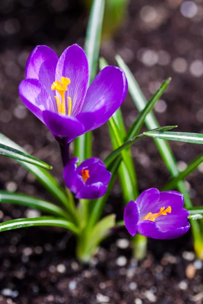 Flores de cocodrilo púrpura florecen en primavera — Foto de Stock