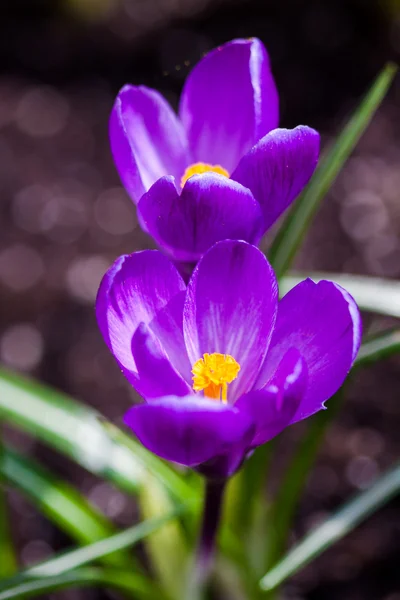 Purple crocus flowers blossom in spring — Stock Photo, Image