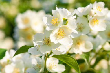 Beyaz Yasemin çiçek çiçeklenme