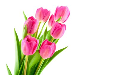 buket Pembe Laleler izole 