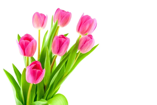 Strauß rosa Tulpen isoliert — Stockfoto