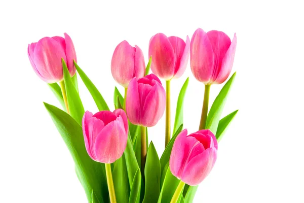 Bouquet of pink tulips isolated — Stock Photo, Image