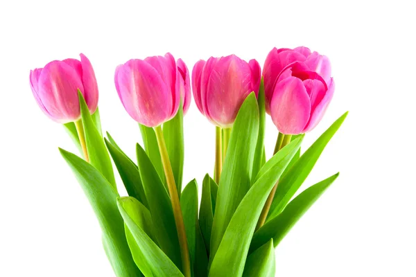 Bouquet of pink tulips isolated — Stock Photo, Image