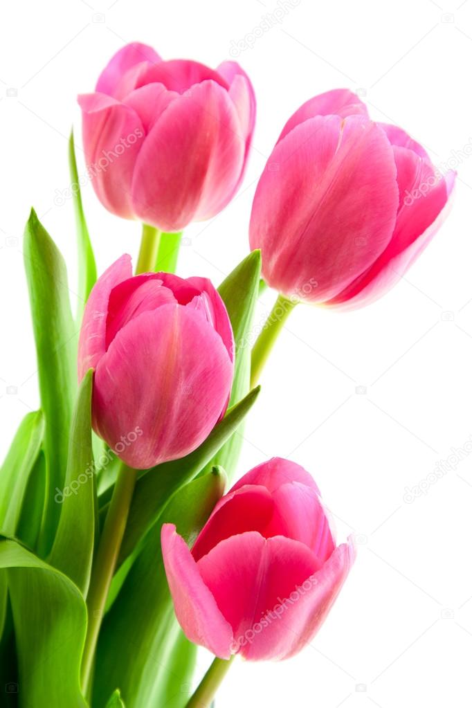 bouquet of pink tulips isolated 