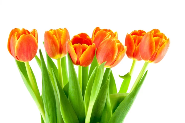 Strauss aus gelben und orangen Tulpen isoliert — Stockfoto