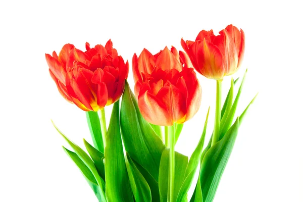 Bouquet of red tulips isolated — Stock Photo, Image