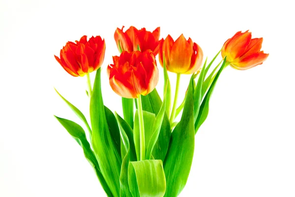 Bouquet of red tulips isolated — Stock Photo, Image