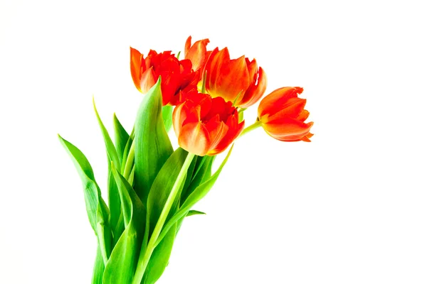 Bouquet of red tulips isolated — Stock Photo, Image