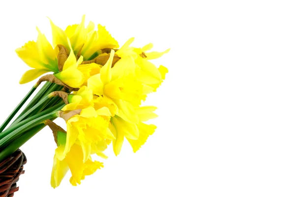 Narciso giallo primaverile — Foto Stock