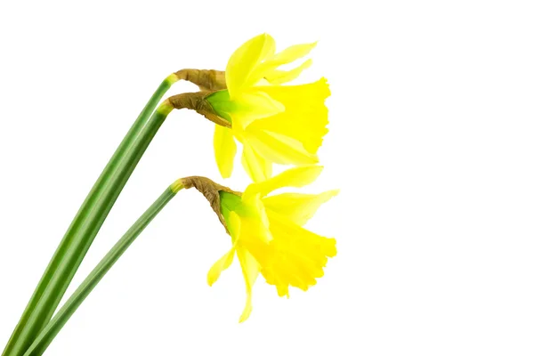 Narciso giallo primaverile — Foto Stock