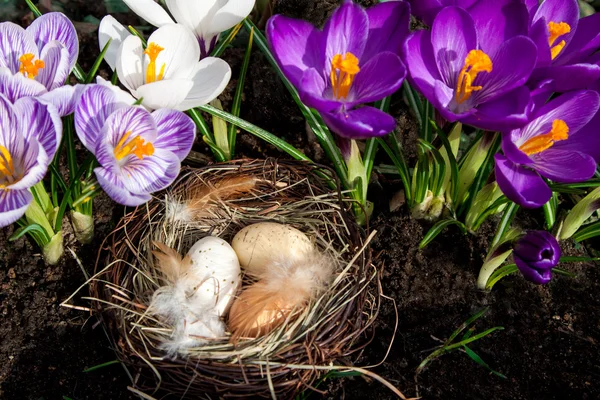 Pasen nest met eieren met krokussen — Stockfoto