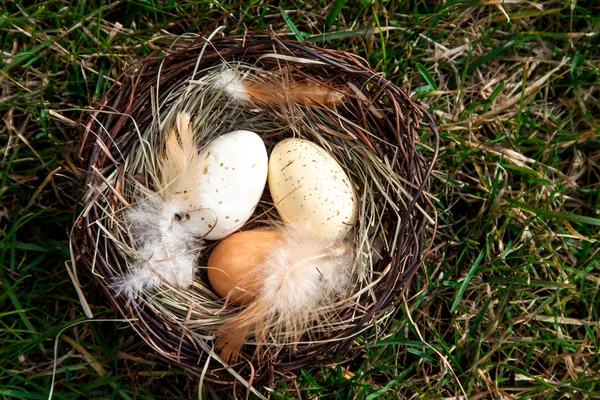 Påsk boet med ägg på gräs — Stockfoto