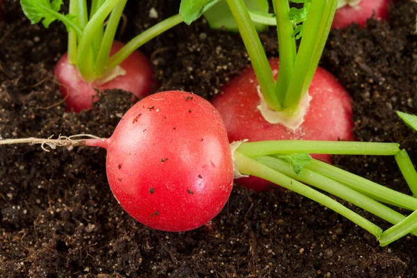 Organic radish grows in the ground — Stock Photo, Image