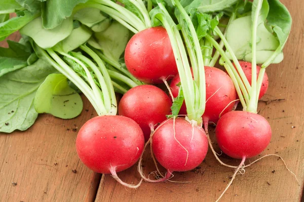 Bos van verse organische radijs — Stockfoto