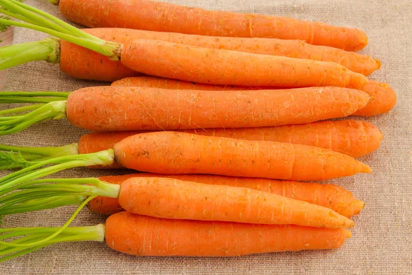 Fresh organic carrots with their tops — Stock Photo, Image