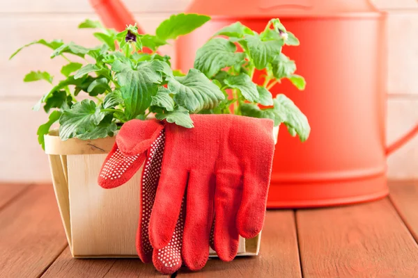 Garden tools with plants on wood background — Stock Photo, Image