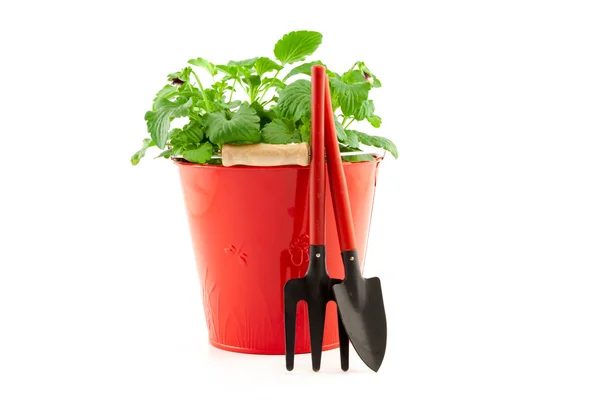 Garden tools with plants on white background — Stock Photo, Image