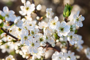 Beyaz güzel çiçek çiçek açan ağaç