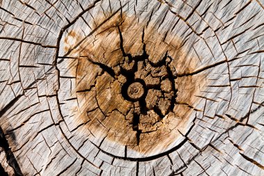 ağaç halkaları - kesit