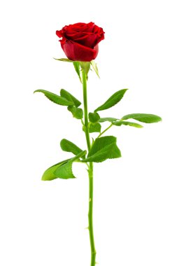 Beyaz arkaplanda kırmızı gül