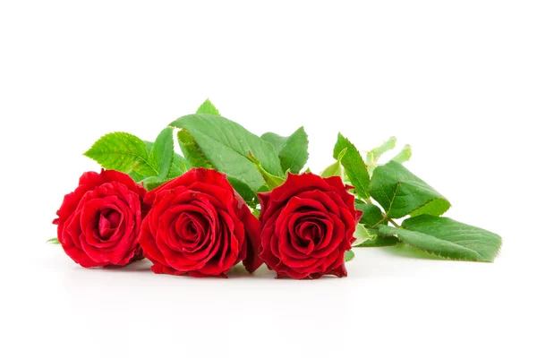 Tres rosas rojas sobre un fondo blanco — Foto de Stock