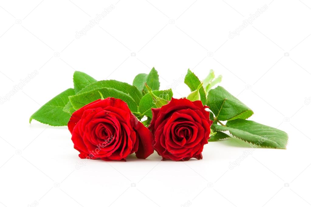 two red roses on a white background