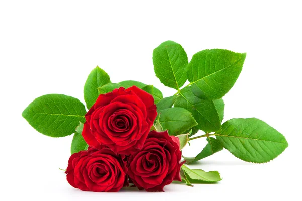 Tre rose rosse su sfondo bianco — Foto Stock