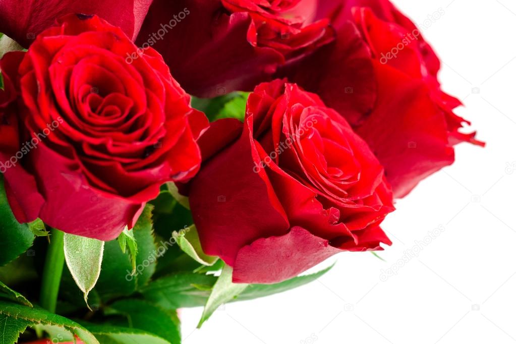 bouquet of red roses on a white background